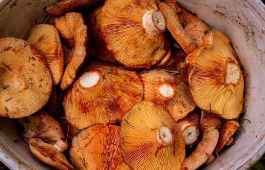 Top view of a bucket filled with saffron milk cap mushrooms, displaying vibrant orange tones and natural textures.