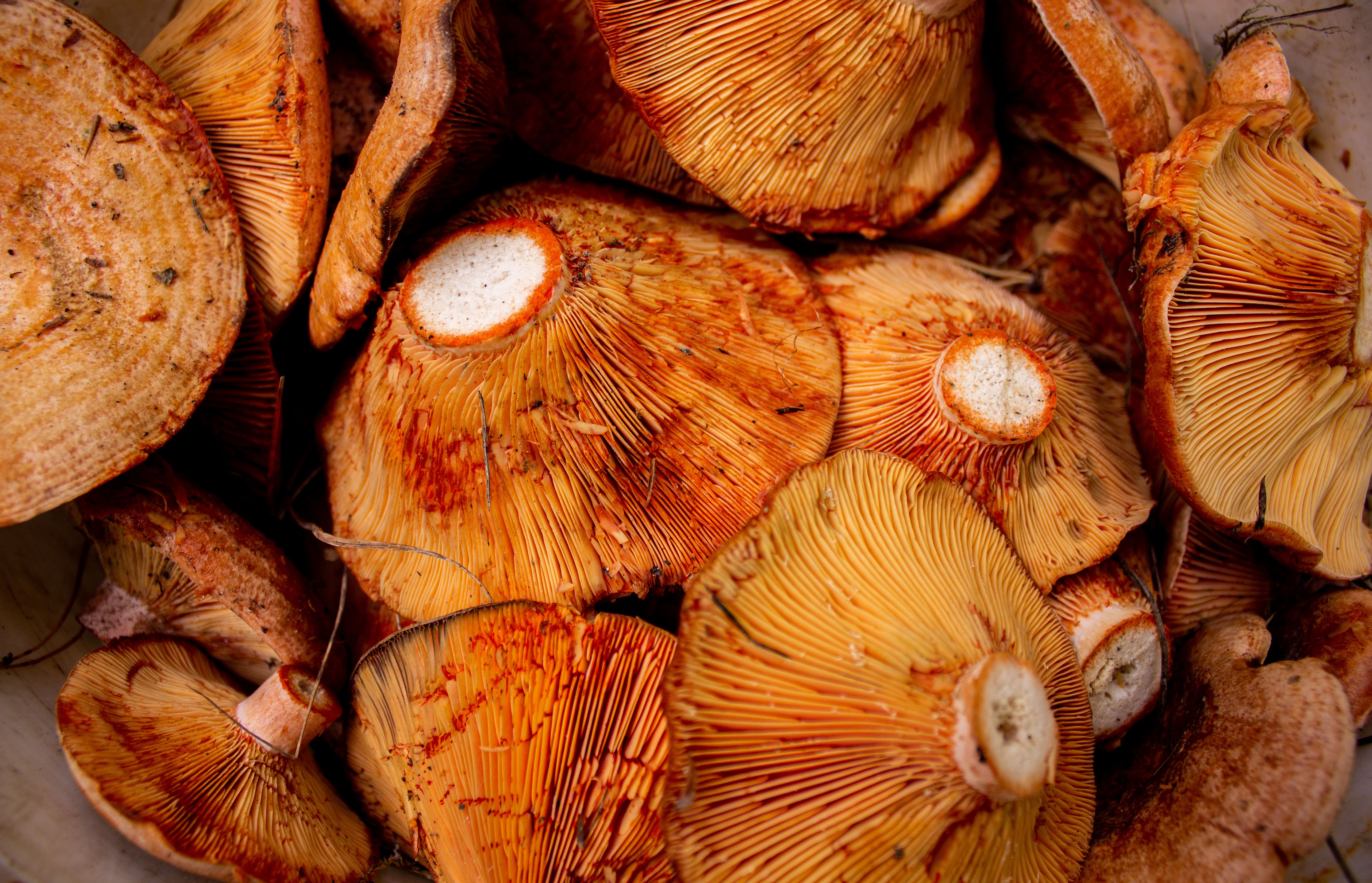 Detailed view of a pile of Lactarius deliciosus mushrooms showing vivid orange hues and gills.