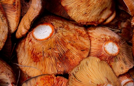 Detailed macro shot of saffron milk cap mushrooms showcasing their vibrant cap structure.