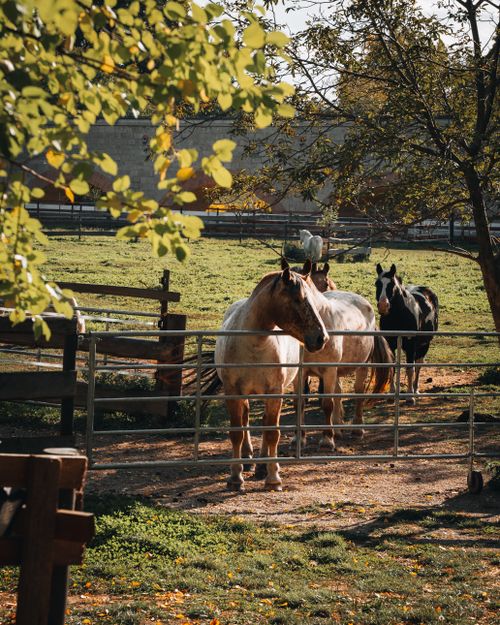 Free Group of horses in a serene Austrian pasture on a sunny day, surrounded by lush greenery. Stock Photo