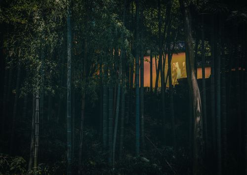 Free A peaceful bamboo forest with warm light filtering through, creating a serene atmosphere. Stock Photo