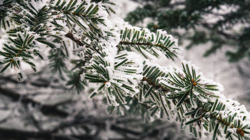 Free Close-up of a snow-covered spruce branch showcasing winter frost and details of nature's beauty. Stock Photo