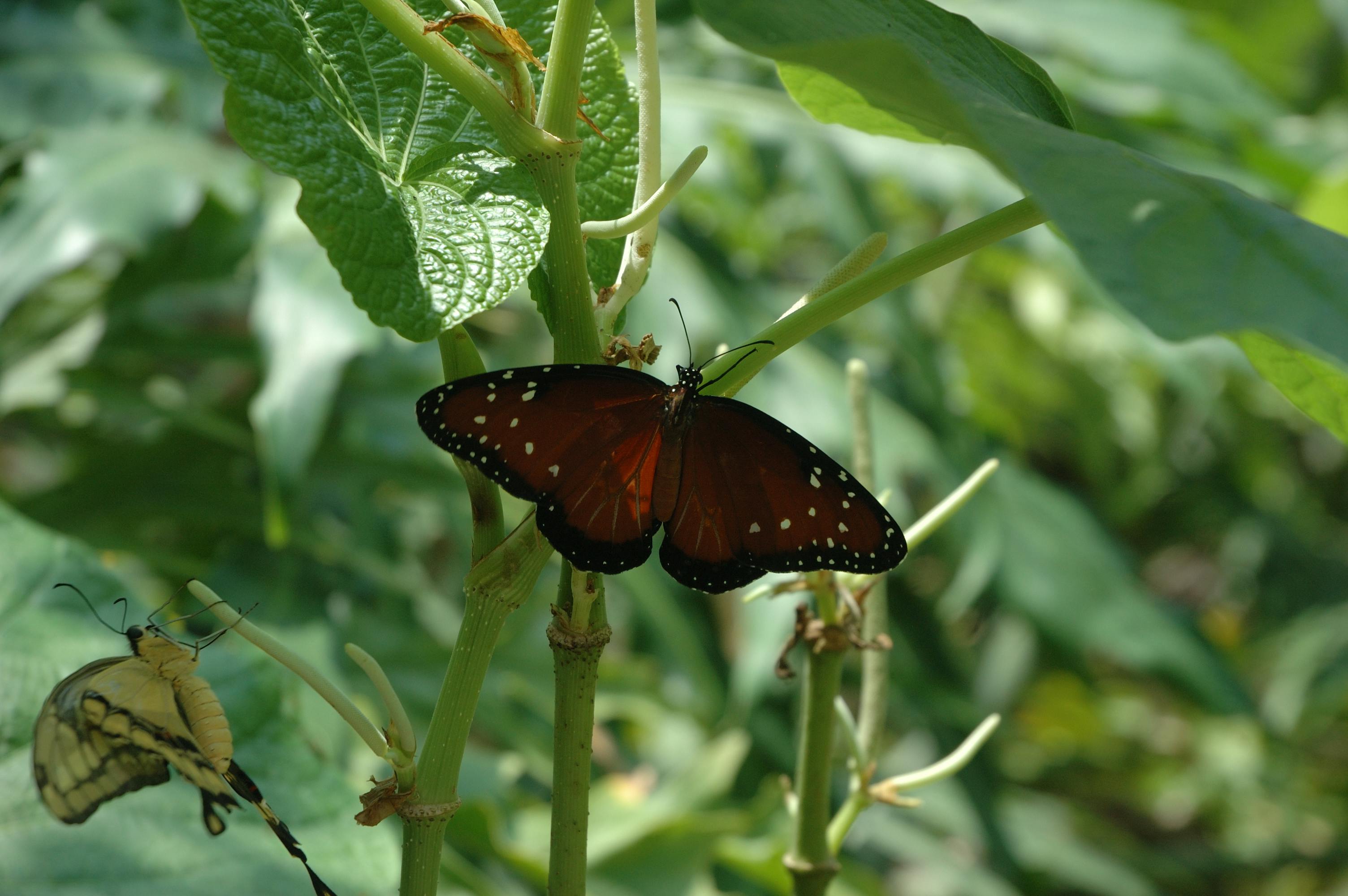 オレンジと黒の蝶 バタフライ モナーク蝶の無料の写真素材