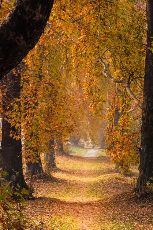 Free Stunning autumn forest path covered in golden leaves, exuding tranquility and beauty. Stock Photo