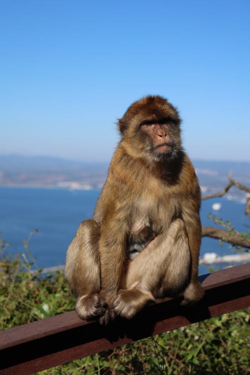 Free Barbary macaque sitting on a railing with scenic Gibraltar Bay view. Stock Photo