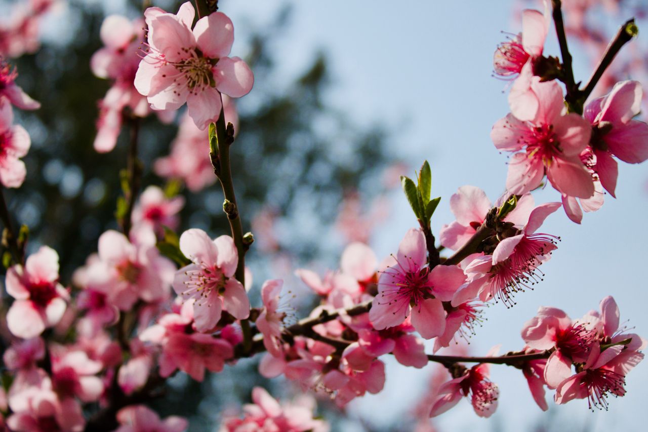 close up of vibrant pink cherry blossoms on a clear spring day