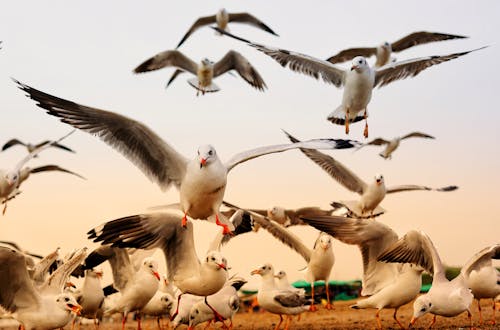 Free Flock Of Birds Stock Photo