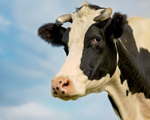 Free A detailed close-up portrait of a Holstein cow with horns in a sunny pasture. Stock Photo