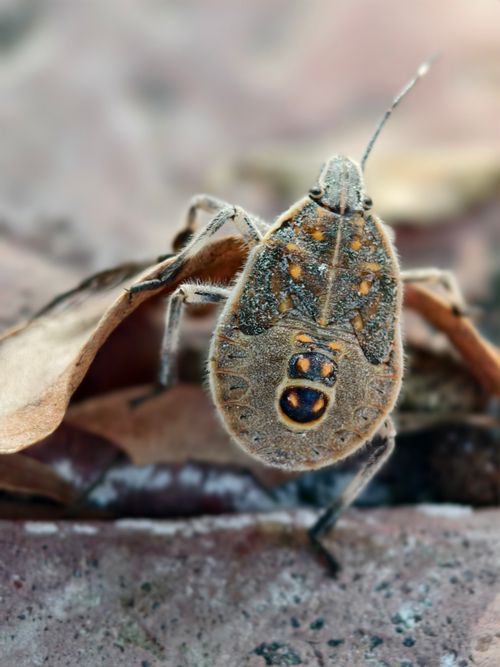 Free Detailed macro shot of a brown shield bug on dry leaves, showcasing texture and patterns. Stock Photo