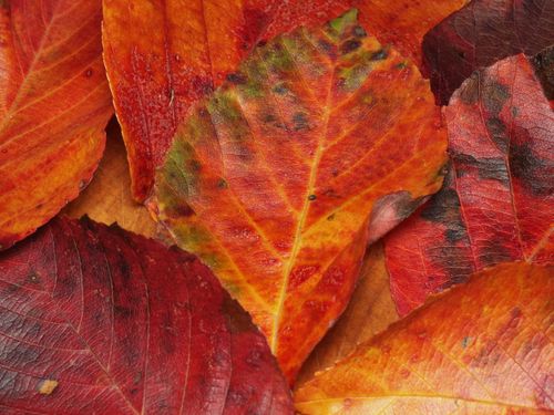 Free Detailed macro shot of colorful autumn leaves showcasing vivid red and orange hues of fall. Stock Photo