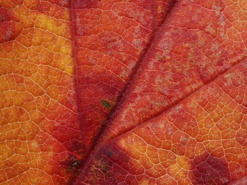 Free Detailed macro image of an autumn leaf showcasing vivid red and orange hues with intricate vein patterns. Stock Photo