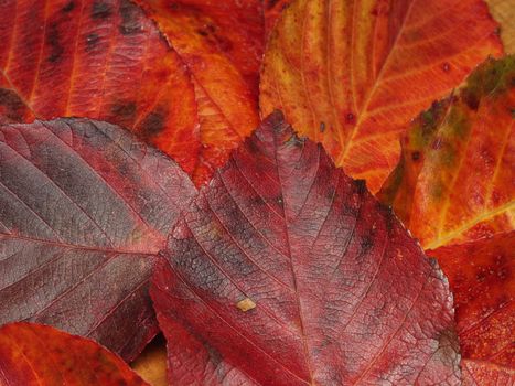 Close-up of vibrant red and orange autumn leaves showcasing beautiful fall textures.