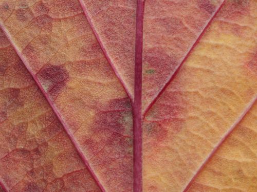 Free Detailed macro shot of autumn leaf, highlighting vibrant warm hues and intricate vein patterns. Stock Photo