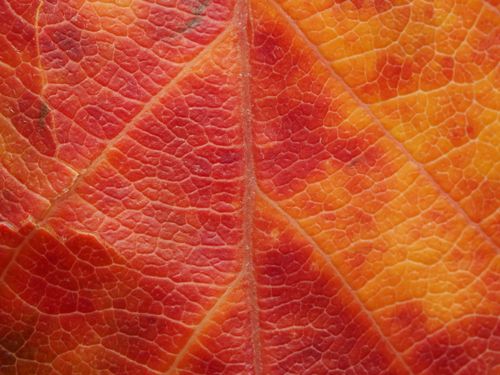 Free Detailed macro photograph of a colorful autumn leaf showcasing intricate patterns and vibrant colors. Stock Photo