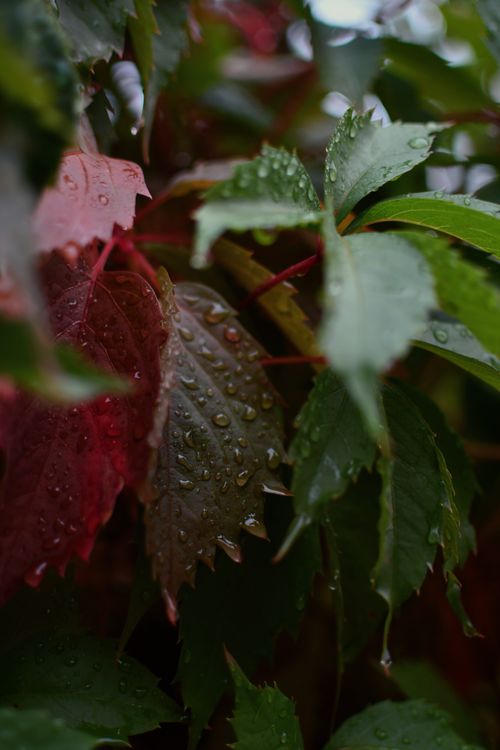 Free Close-up photo of wet red and green leaves with raindrops, capturing autumn beauty. Stock Photo
