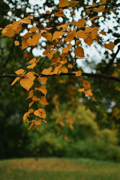 Free Close-up of vibrant yellow autumn leaves on a branch with blurred natural background. Stock Photo