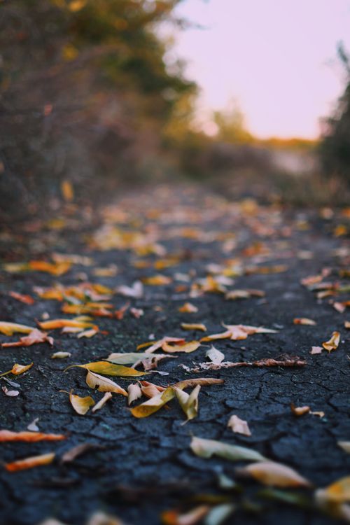 Free Colorful autumn leaves scattered on a cracked rural pathway, evoking fall's beauty. Stock Photo