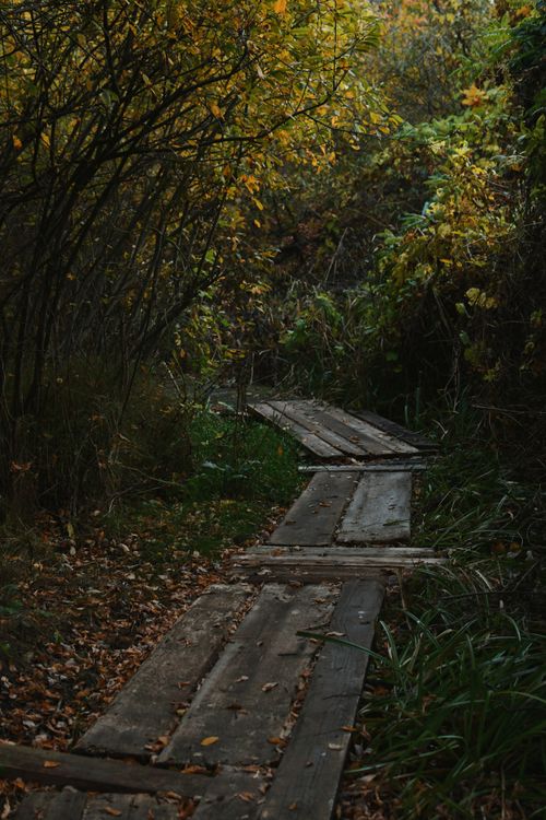 Free Explore a serene wooden path winding through a lush autumn forest with vibrant foliage. Stock Photo