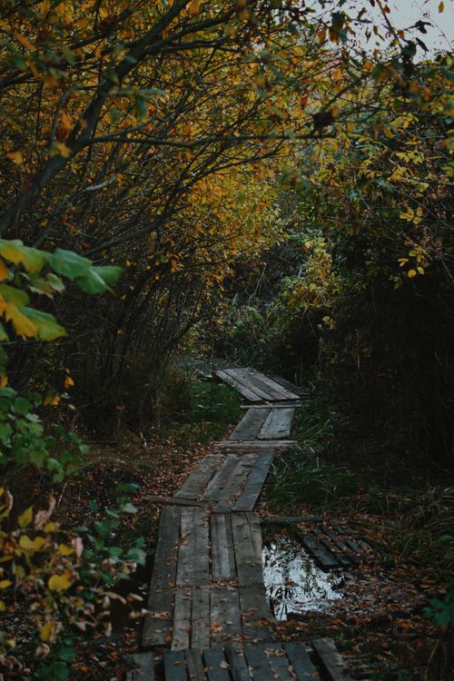 Free Explore a tranquil autumn scene with a wooden path through golden foliage. Stock Photo