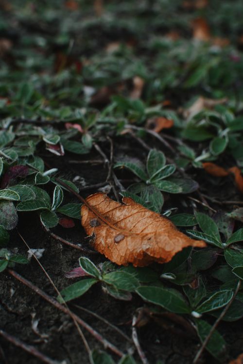 Free Detailed view of an orange autumn leaf on green foliage, symbolizing seasonal change. Stock Photo