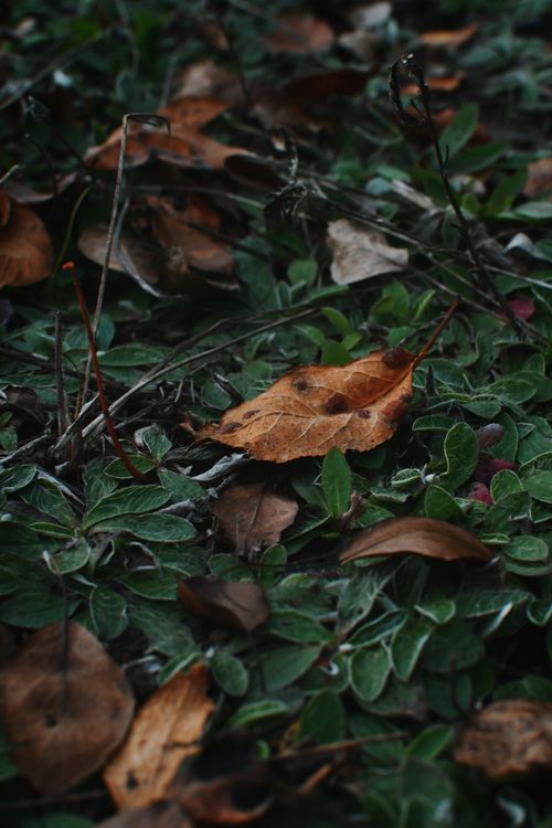 Free Close-up of brown autumn leaves on frosty green foliage. Stock Photo