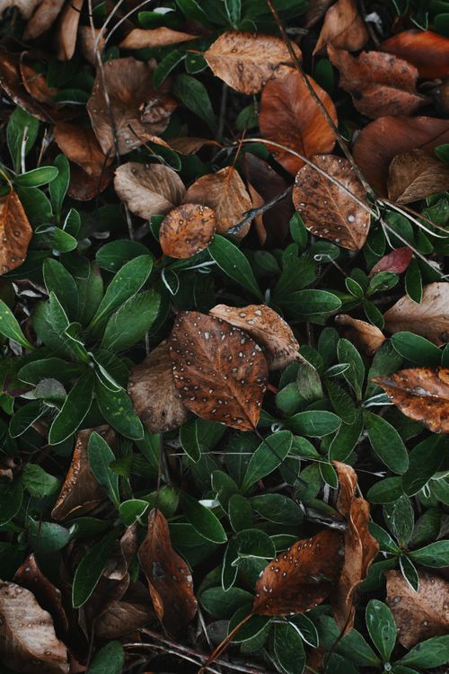 Free Damp fall leaves scattered among lush green foliage. Nature's seasonal transition. Stock Photo