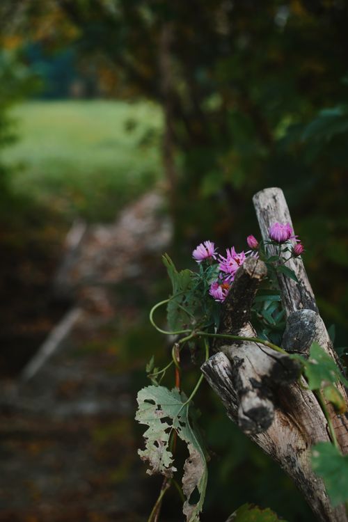 Free A rustic wooden fence adorned with vibrant wildflowers on a peaceful countryside trail. Stock Photo