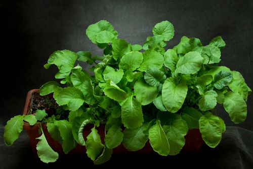 Free Vibrant radish leaves in a planter box showing healthy growth, perfect for gardening themes. Stock Photo