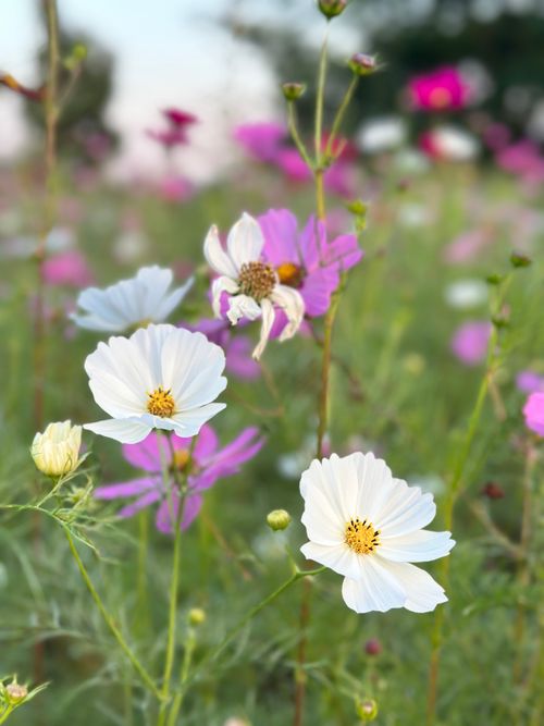 Free Vibrant cosmos flowers in full bloom during sunset in a serene meadow. Stock Photo