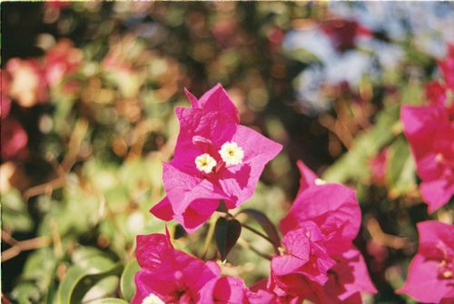 Free Close-up of vivid pink bougainvillea flowers in the sun, captured in Istanbul. Stock Photo