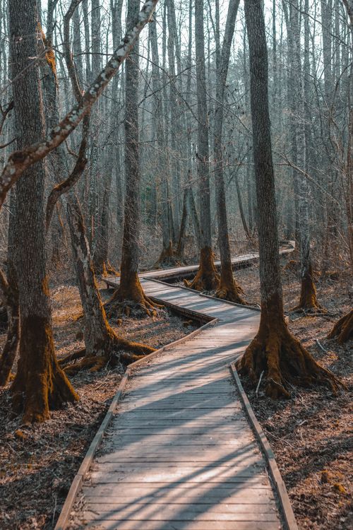 Free A tranquil forest path in Lithuania during fall, showcasing bare trees and a winding boardwalk. Stock Photo