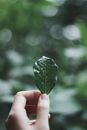 Green Leaf