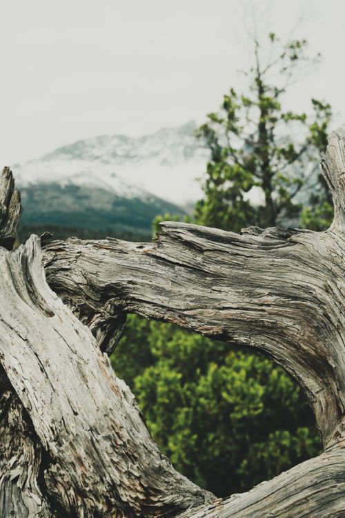 Free Weathered driftwood frames a view of snow-capped mountains and greenery. Stock Photo