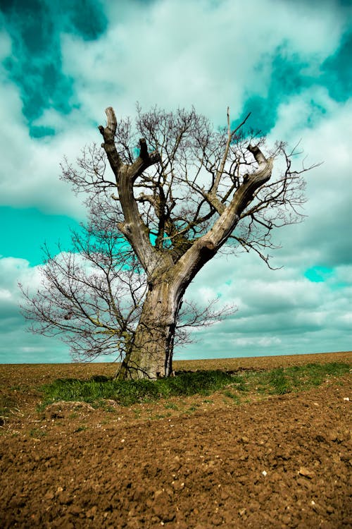 Immagine gratuita di albero nudo, bel cielo, campo