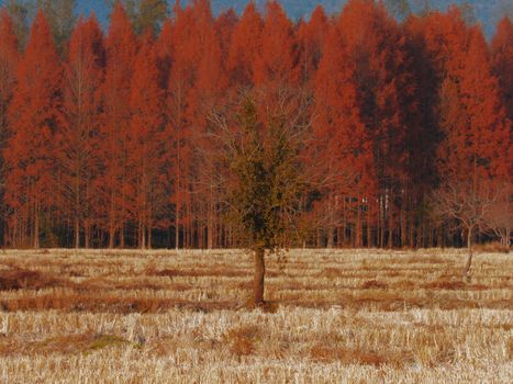 A lone tree in a field surrounded by vibrant red autumn foliage, capturing the serenity of fall.