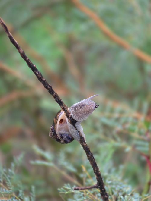 Free Close-up of a snail on a branch with a natural blurred green background in Istanbul, Türkiye. Stock Photo