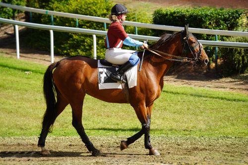 Free Jockey riding a horse on a sunny day at a racetrack, highlighting equestrian sport. Stock Photo