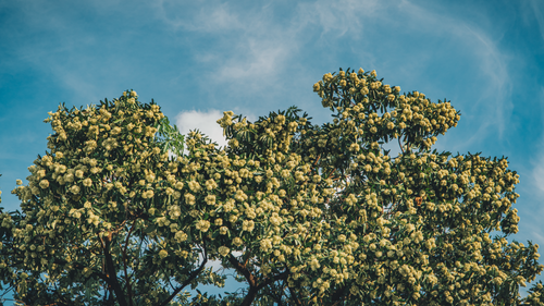 Free Vibrant tree with yellow blossoms under a clear blue sky, evoking springtime Stock Photo