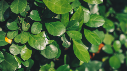 Free Detailed view of glossy green leaves with sunlight shining on them. Stock Photo
