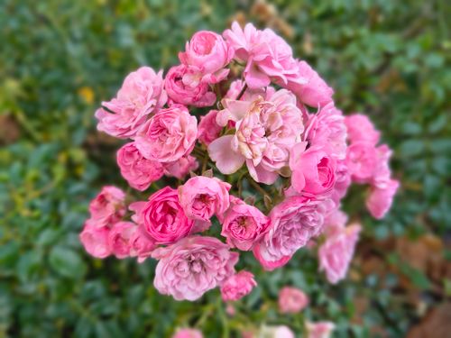 Free Vibrant pink roses in full bloom, showcasing natural beauty and elegance. Stock Photo