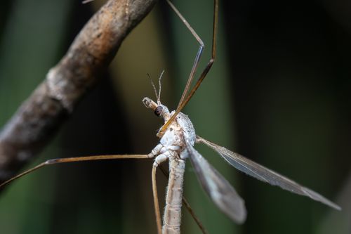 Free Macro shot of a crane fly showcasing its delicate wings and long legs amidst natural vegetation. Stock Photo