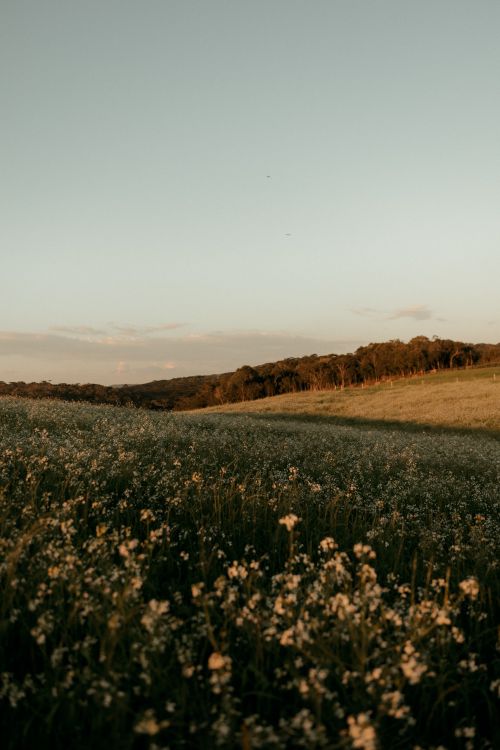 Free A peaceful meadow with wildflowers at dawn, capturing the essence of spring in a tranquil landscape. Stock Photo