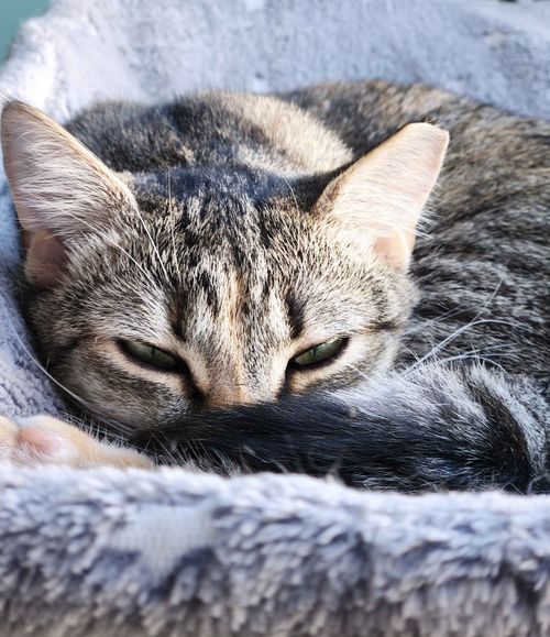 Free A close-up of a relaxed tabby cat with green eyes lying on a fluffy blanket, portraying comfort and warmth. Stock Photo
