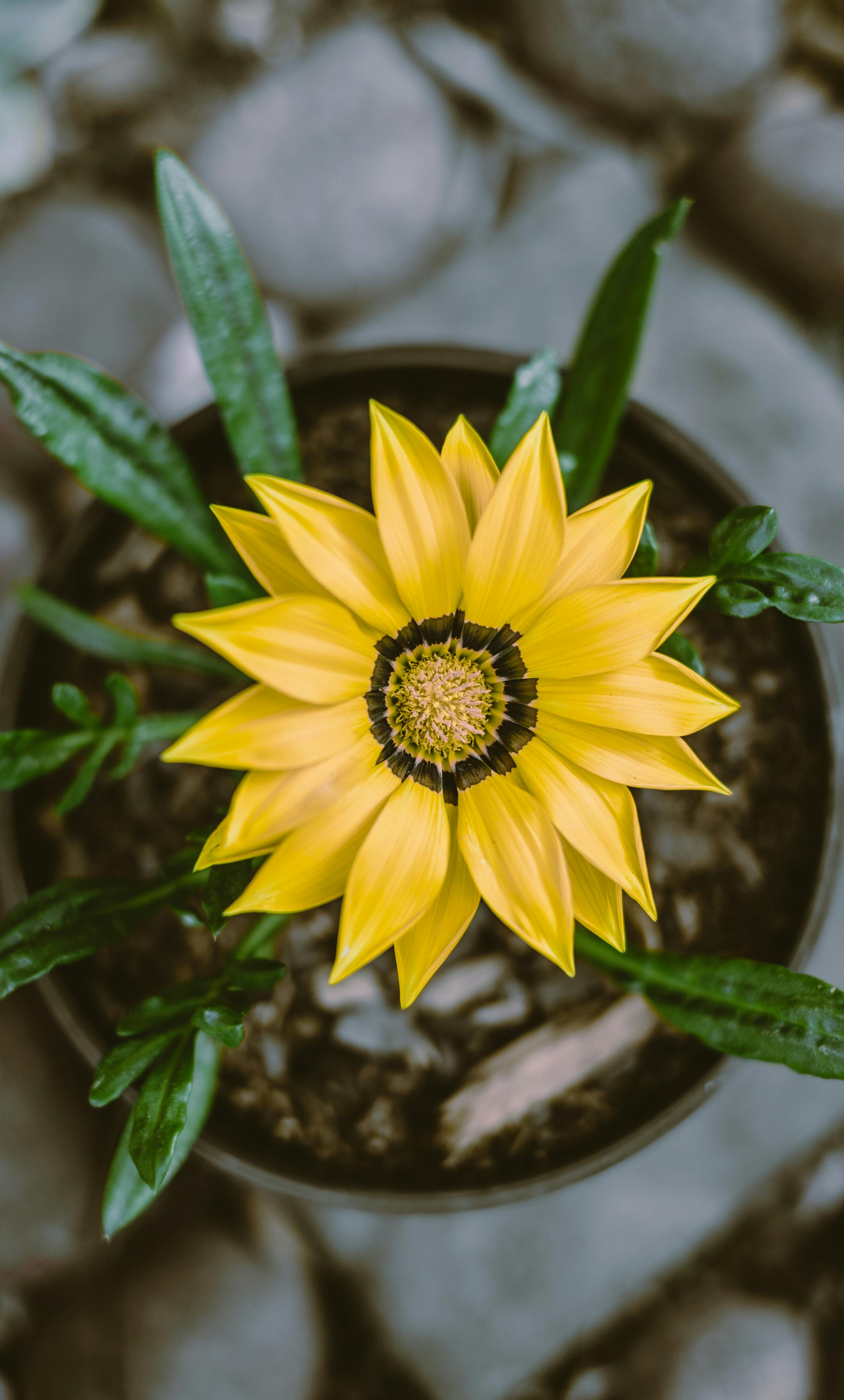 A close-up of a stunning yellow gazania flower, capturing its vibrant petals and contrasting center.
