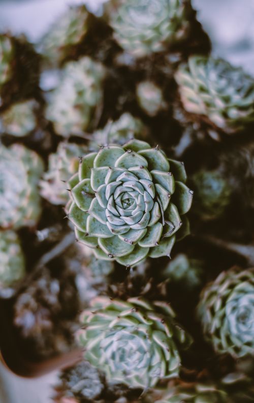 Free Detailed view of green succulent showcasing the intricate rosette pattern of its leaves. Stock Photo