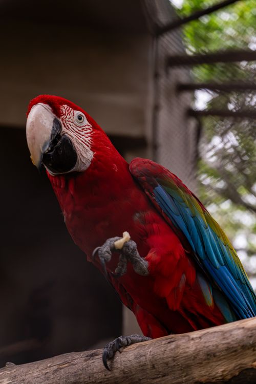 Free Vibrant scarlet macaw with colorful plumage in a tropical aviary. Stock Photo