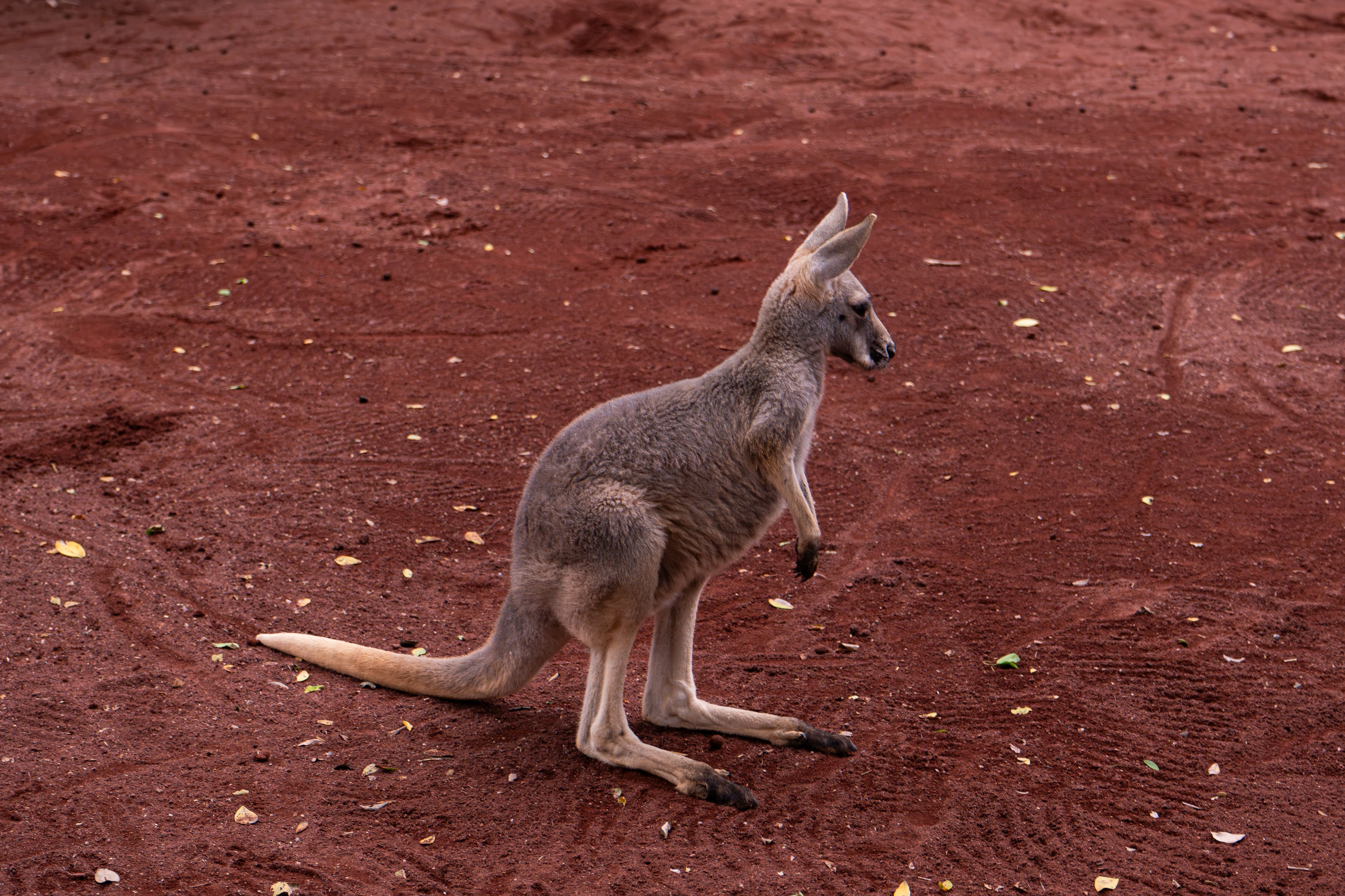 Airport transfers in Kangaroo Island