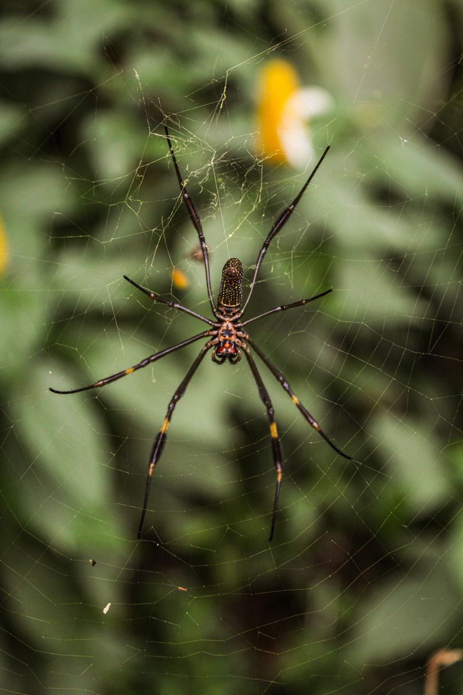 Macro photo of a spider on its web
