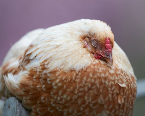Free Peaceful close-up of a fluffy hen resting, showcasing its brown and white feathers. Stock Photo