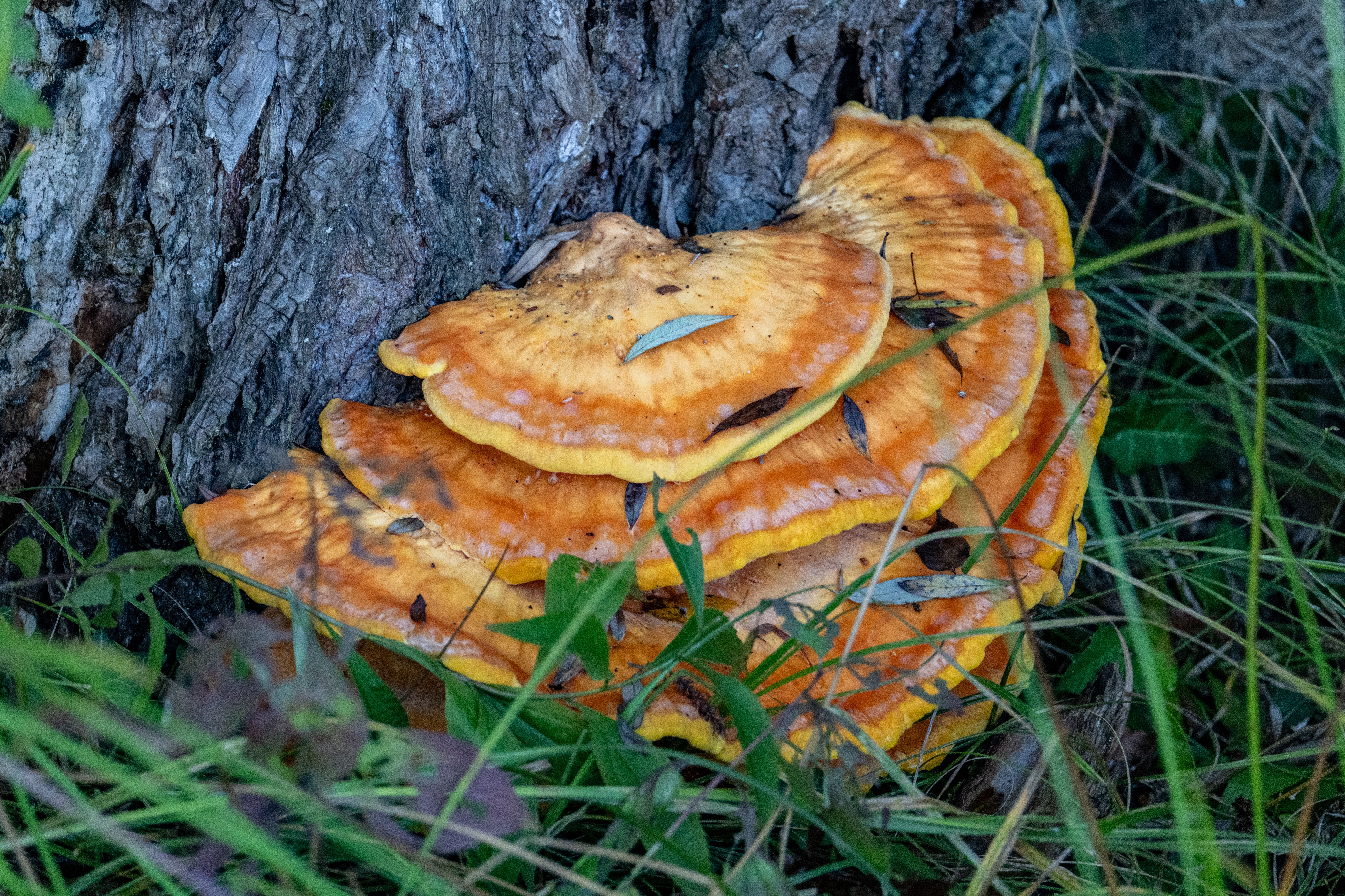 Bright orange Chicken of the Woods mushrooms growing on a tree trunk in Kaniška Iva, Croatia.